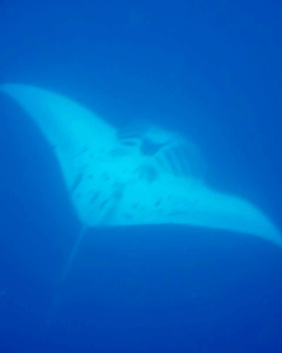 A-manta-ray-seen-on-a-scuba tour of Bora Bora