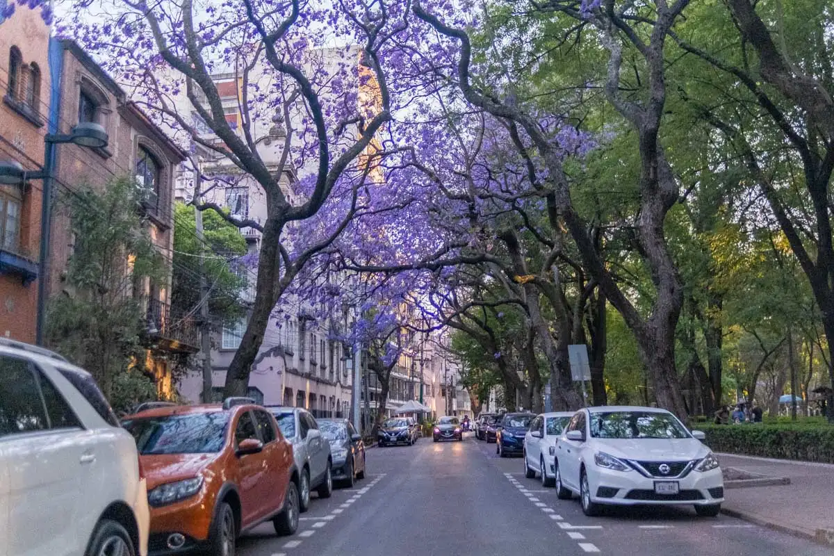 A neighborhood in La Condensa, Mexico City, Mexico