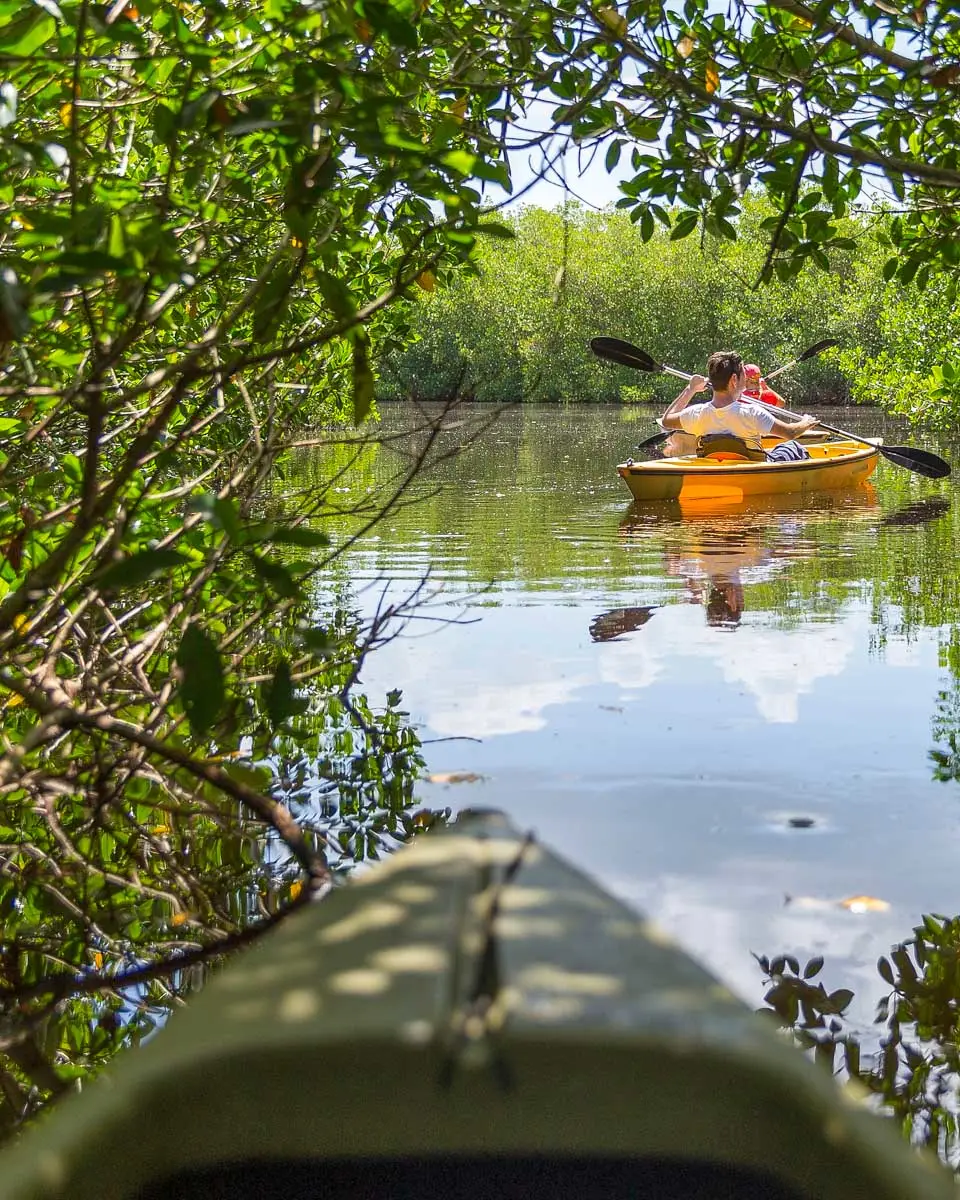 A-person-kayaks-through-mangroves-on-a-tour-in Antigua and Barbuda