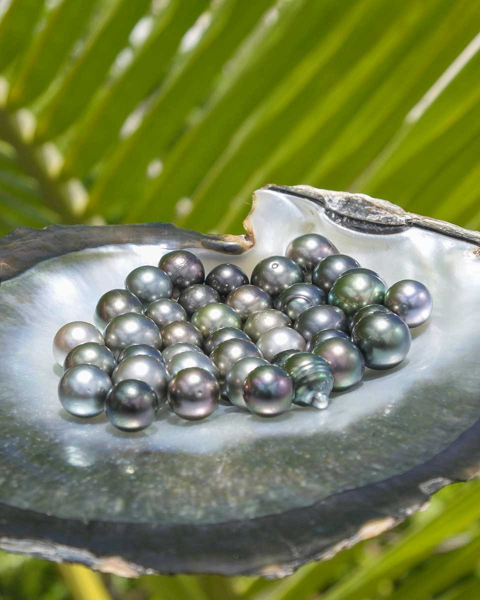 A shell full of black pearls in Bora Bora