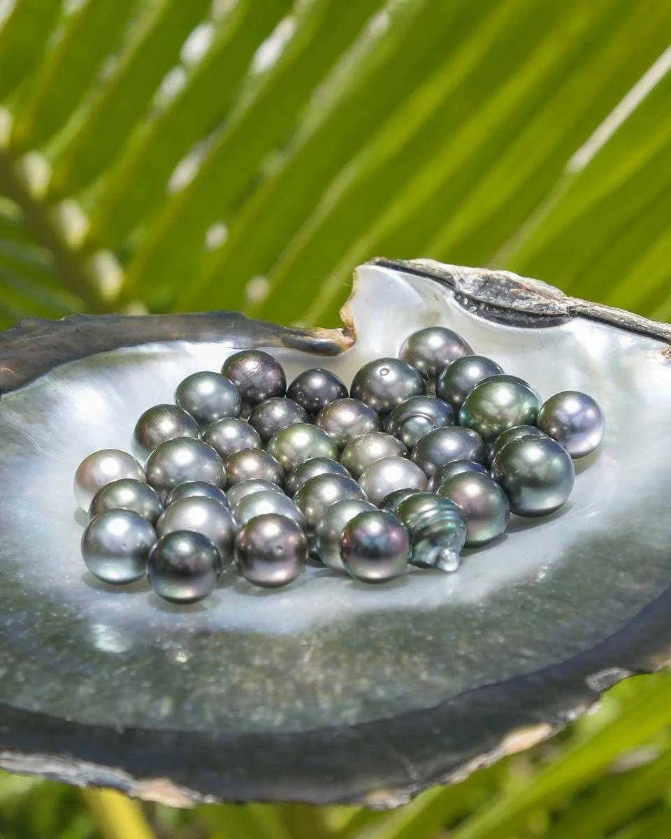 A shell full of black pearls in Bora Bora