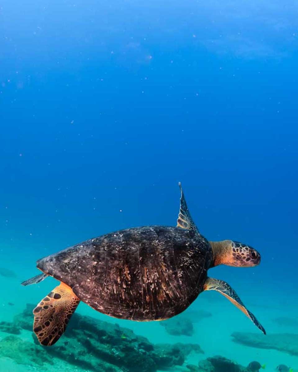 A-turtle-swims-past-while-on a tour in Antigua and Barbuda