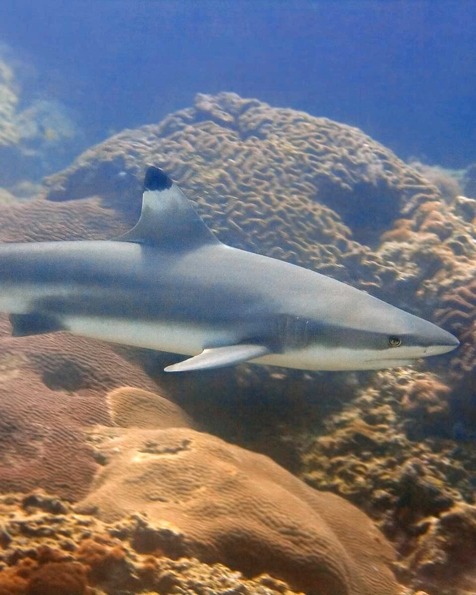 Blacktip reef shark seen on a tour in Bora Bora