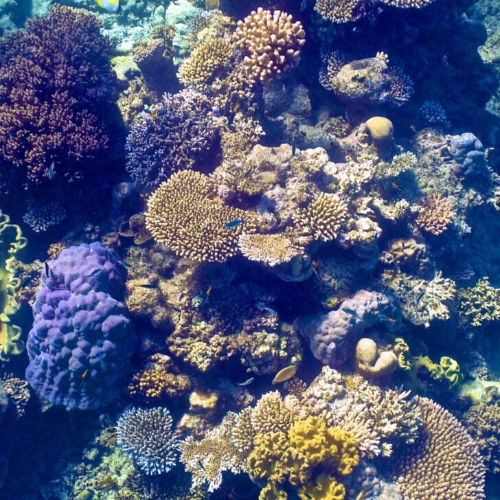 Coral-seen-in-Martinique