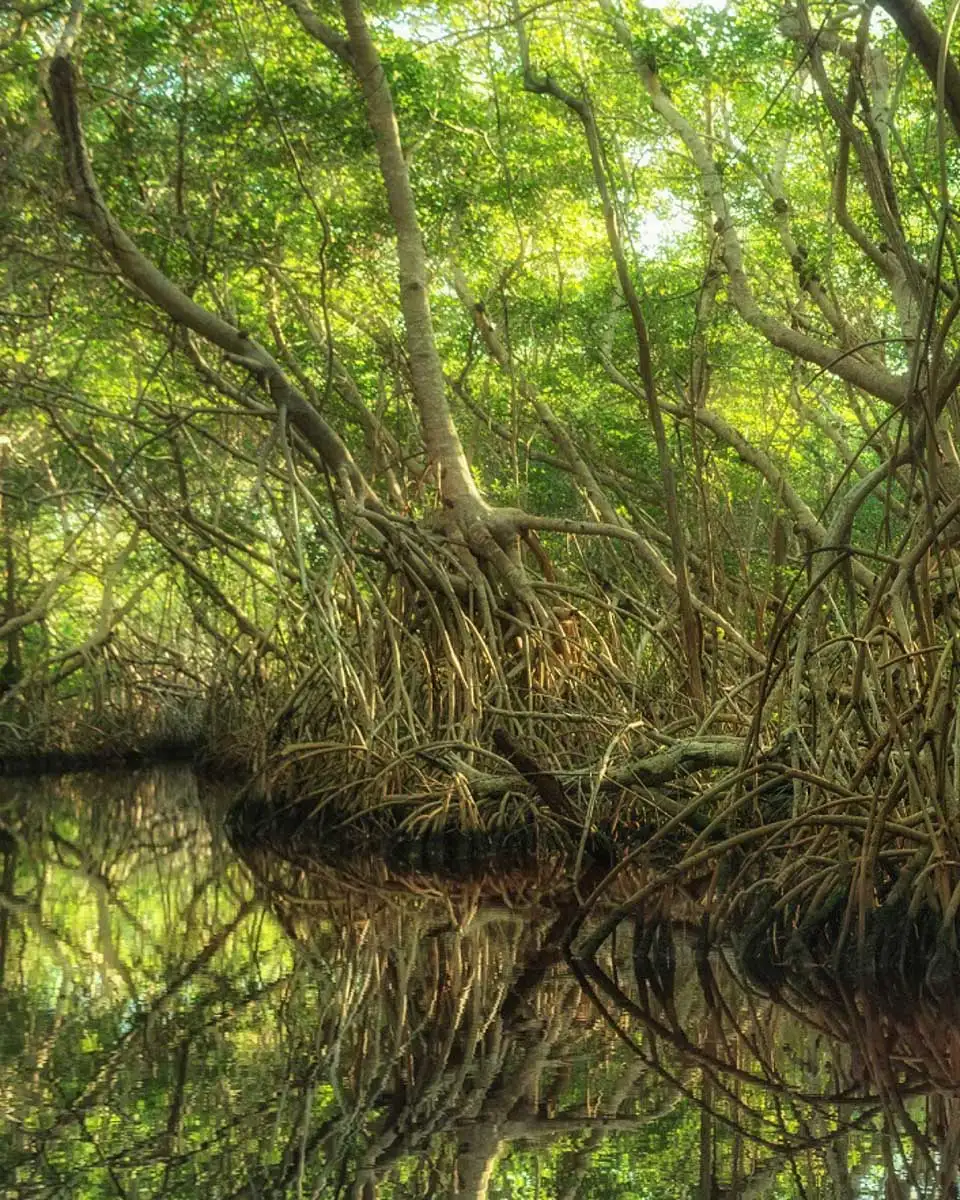 Mangroves seen on a tour from Martinique
