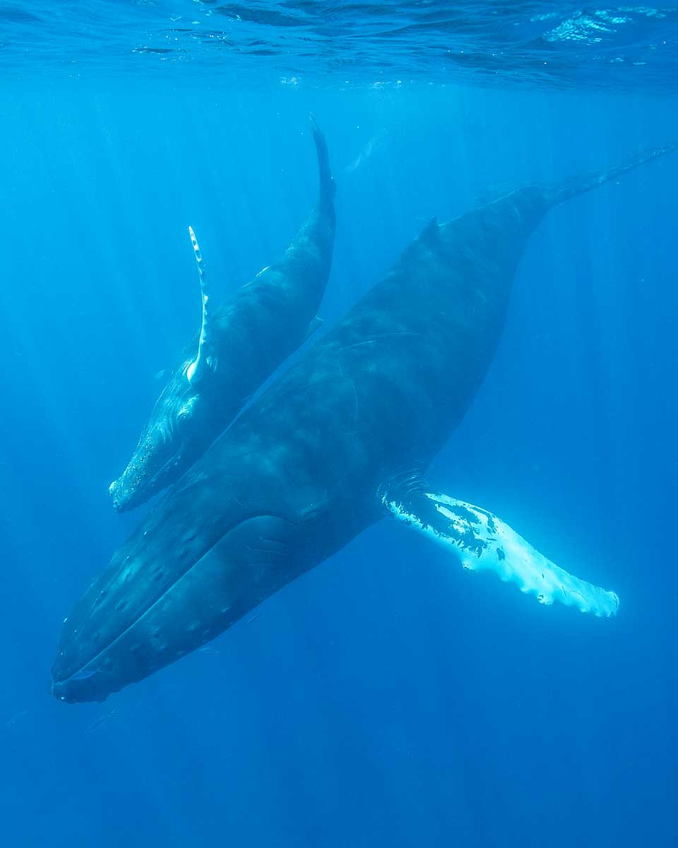 Mother and calf Humpback whales in Bora Bora