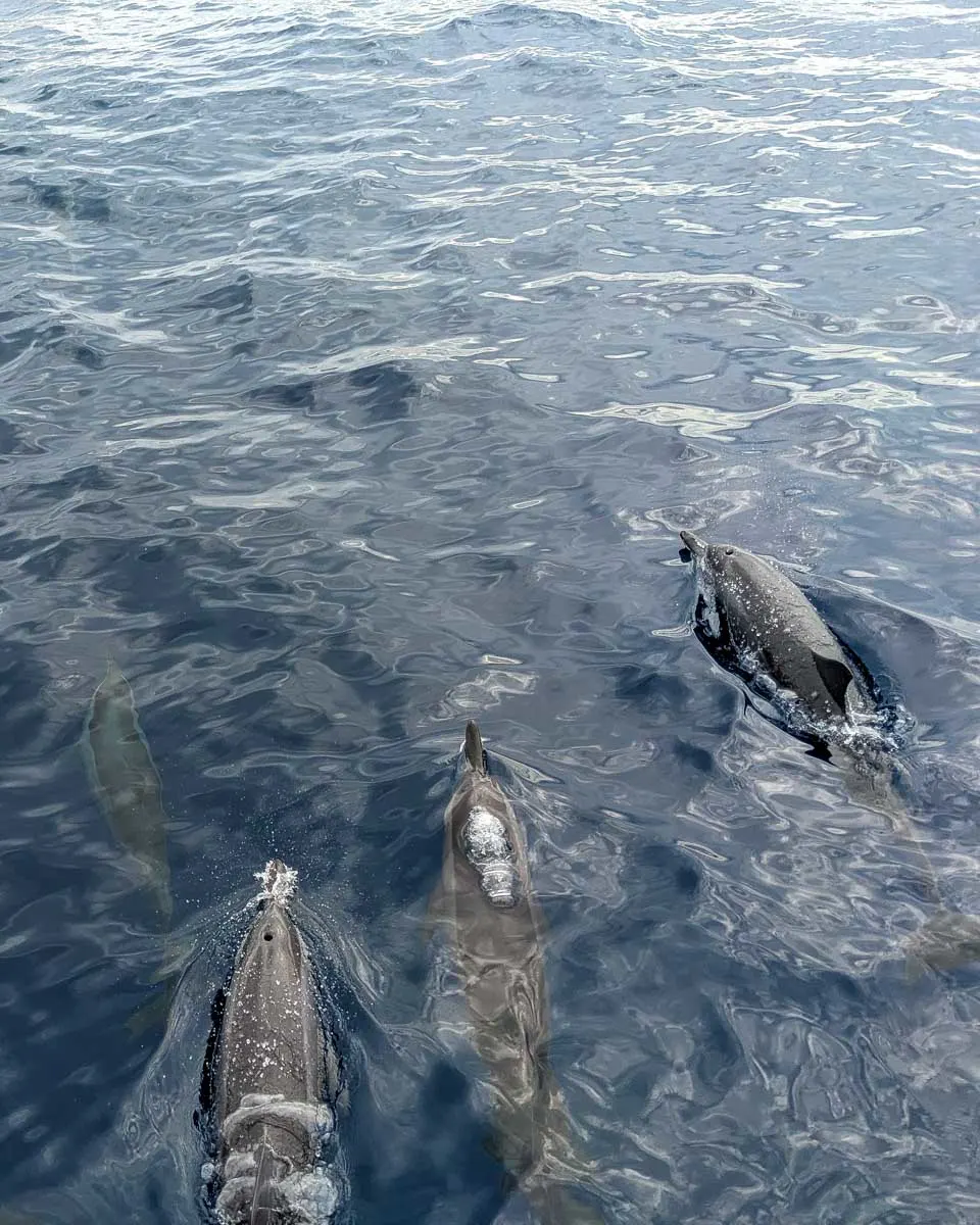 Several-dolphins-seen-on-a-tour-from-Martinique