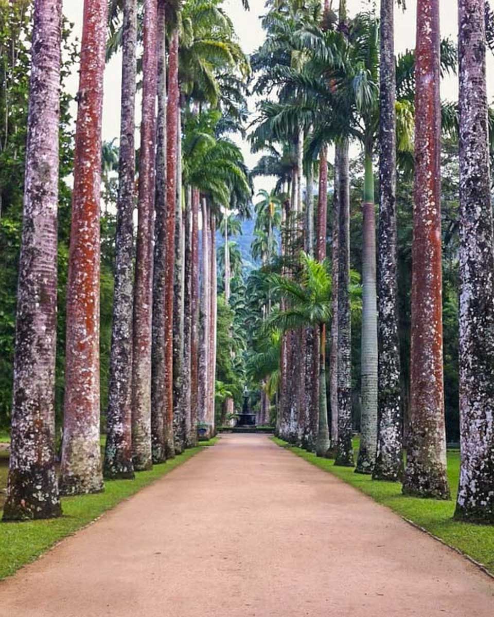 The botanical garden in Rio de Janeiro Brazil