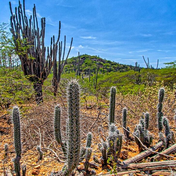 Washington Slagbaai National Park in Bonaire 1