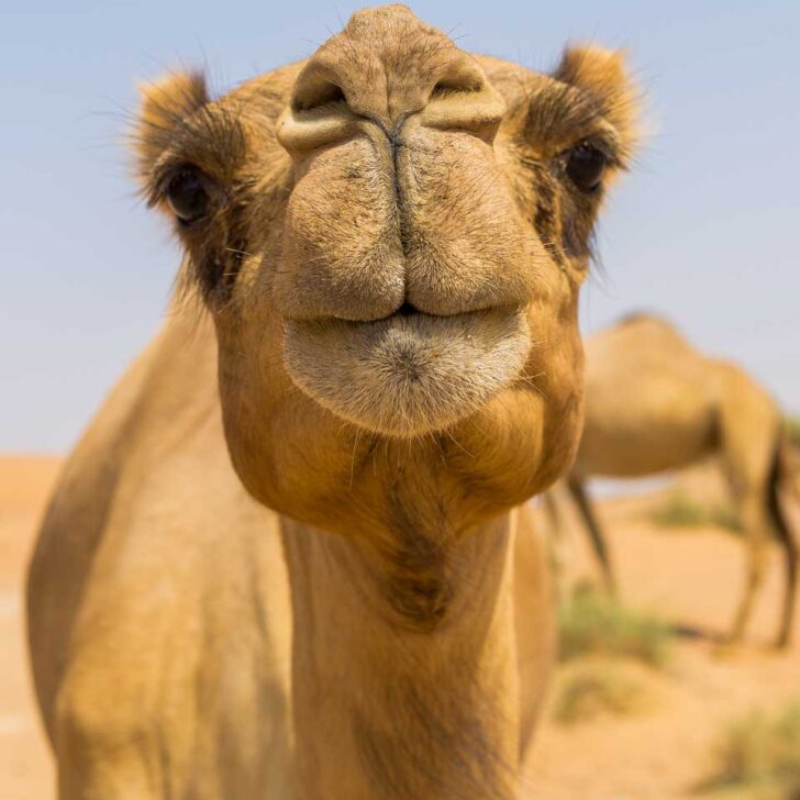 A-camel-in-the-desert-of Marrakech on a tour from Fez Morocco