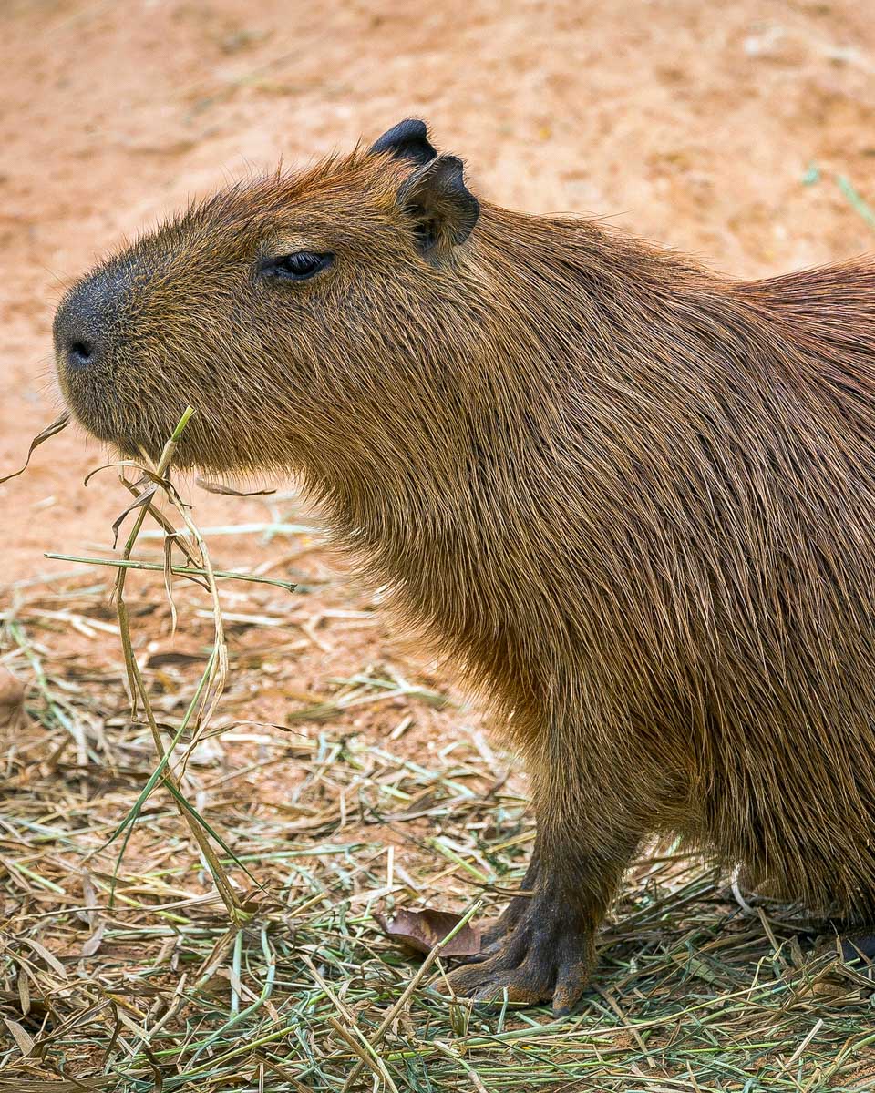 A capybara seen at a sanctuary in Gold Coast Australia