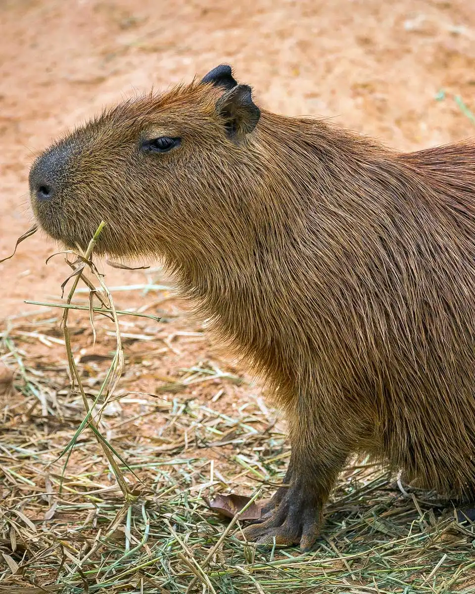 A capybara seen at a sanctuary in Gold Coast Australia