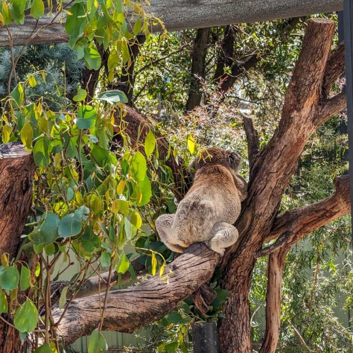 A-koala-at-a-reserve-in-Brisbane Australia