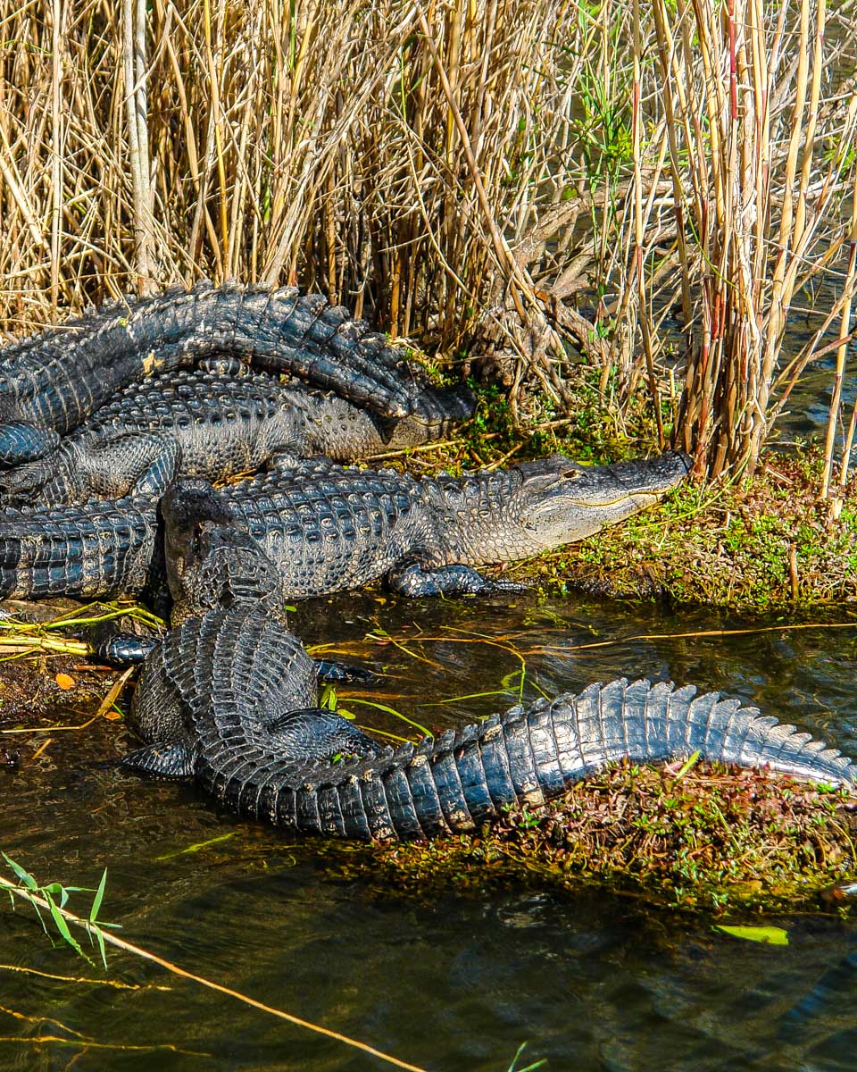 Alligators-seen-in-the-Everglades-National-Park-on-a-tour-from-Fort Lauderdale Florida