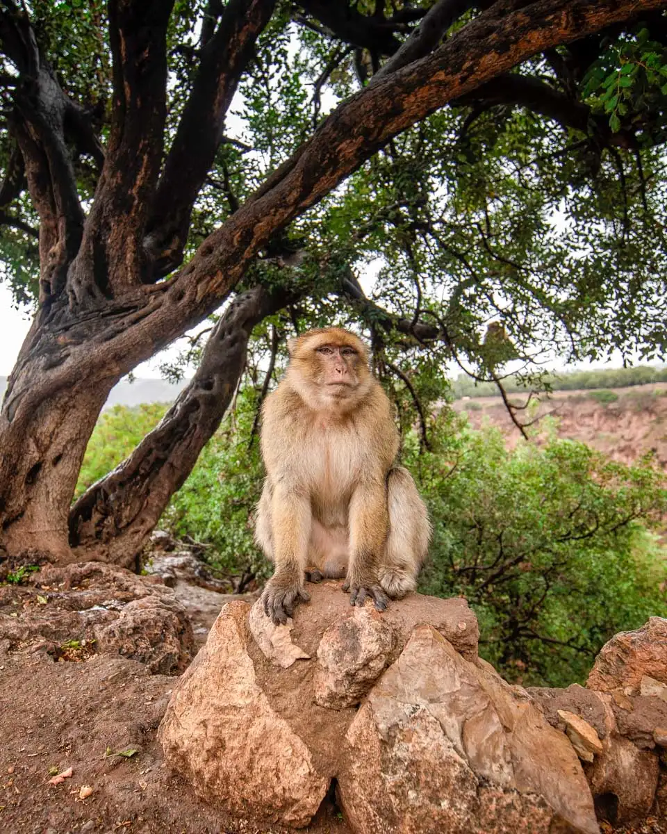 Barbary Macaque Monkey sitting in Azrou on a tour from Fez Morocco