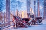 Reindeer with sledge in winter forest in Rovaniemi Finland 2
