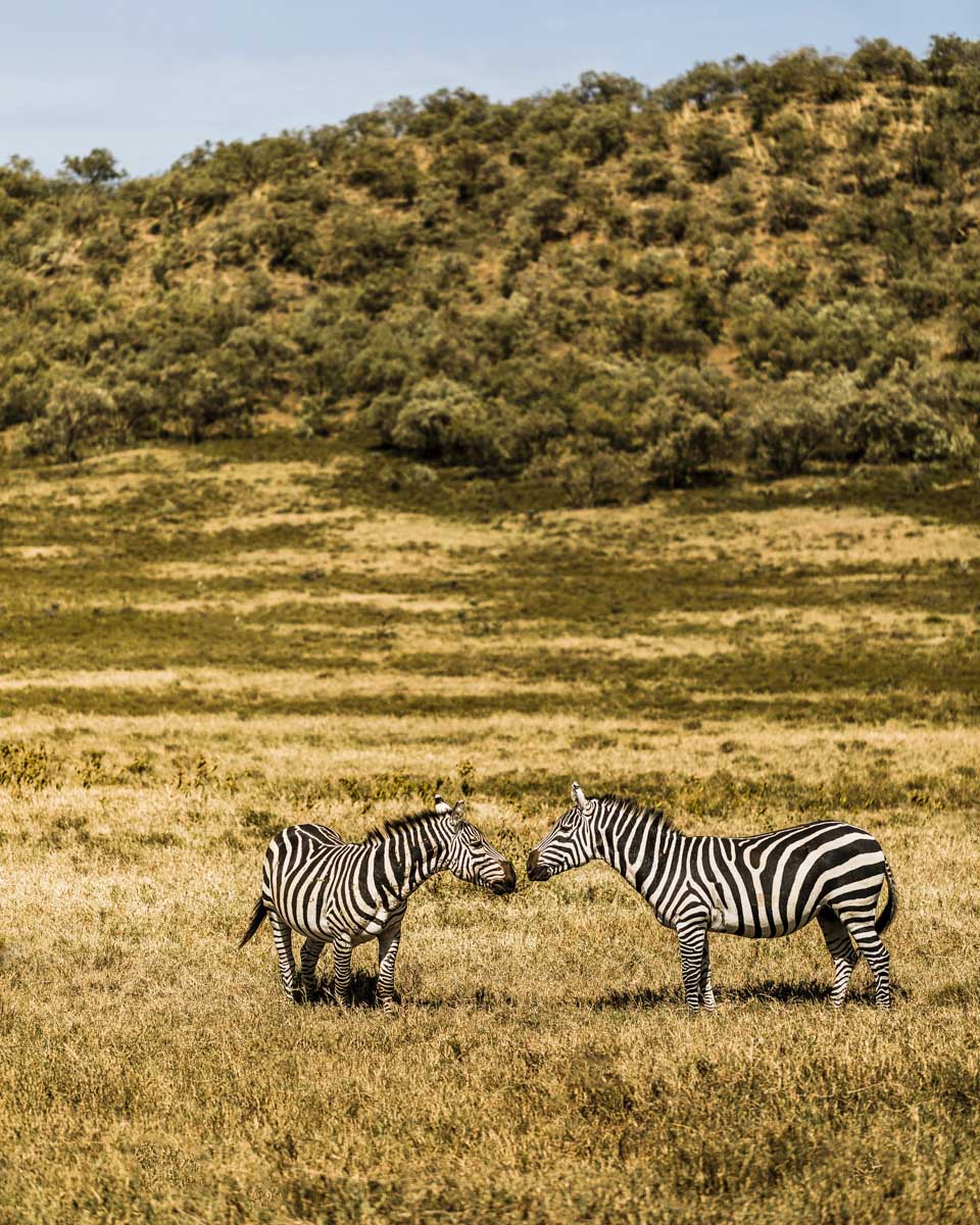 Zebras-seen-on-a tour-of-Hells-Gate-from-Nairobi-Kenya