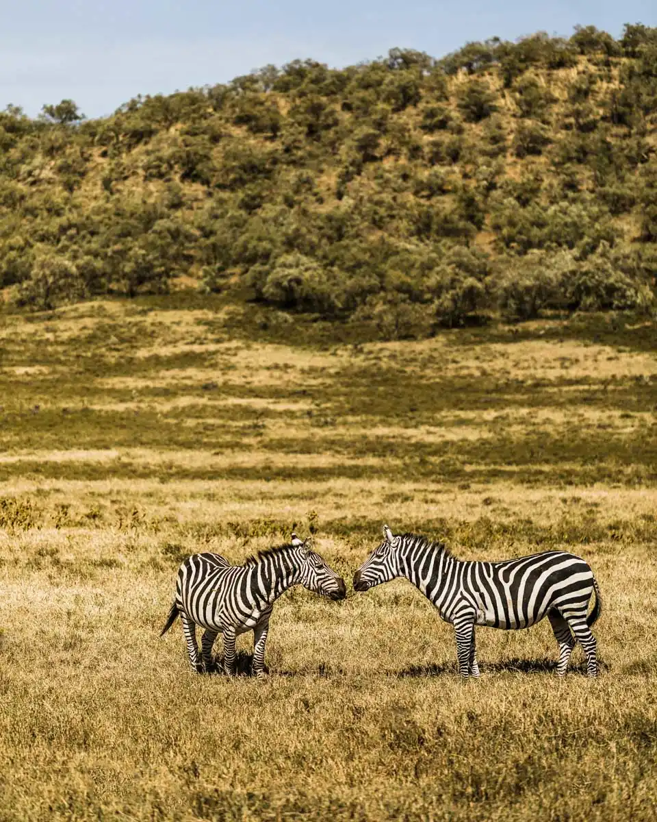 Zebras-seen-on-a tour-of-Hells-Gate-from-Nairobi-Kenya