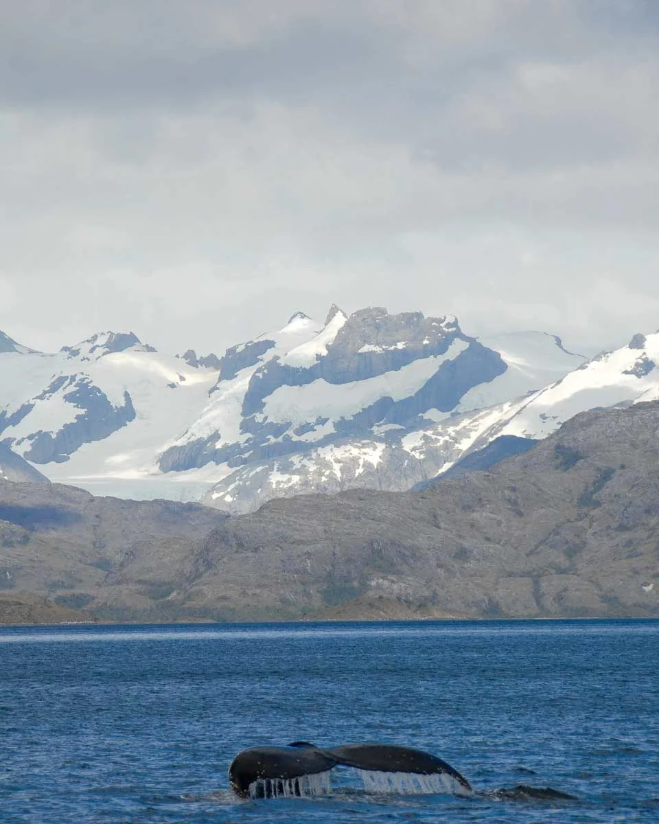 A humpback whale in the strait of magellan on a cruise from Punta Arenas Argentina