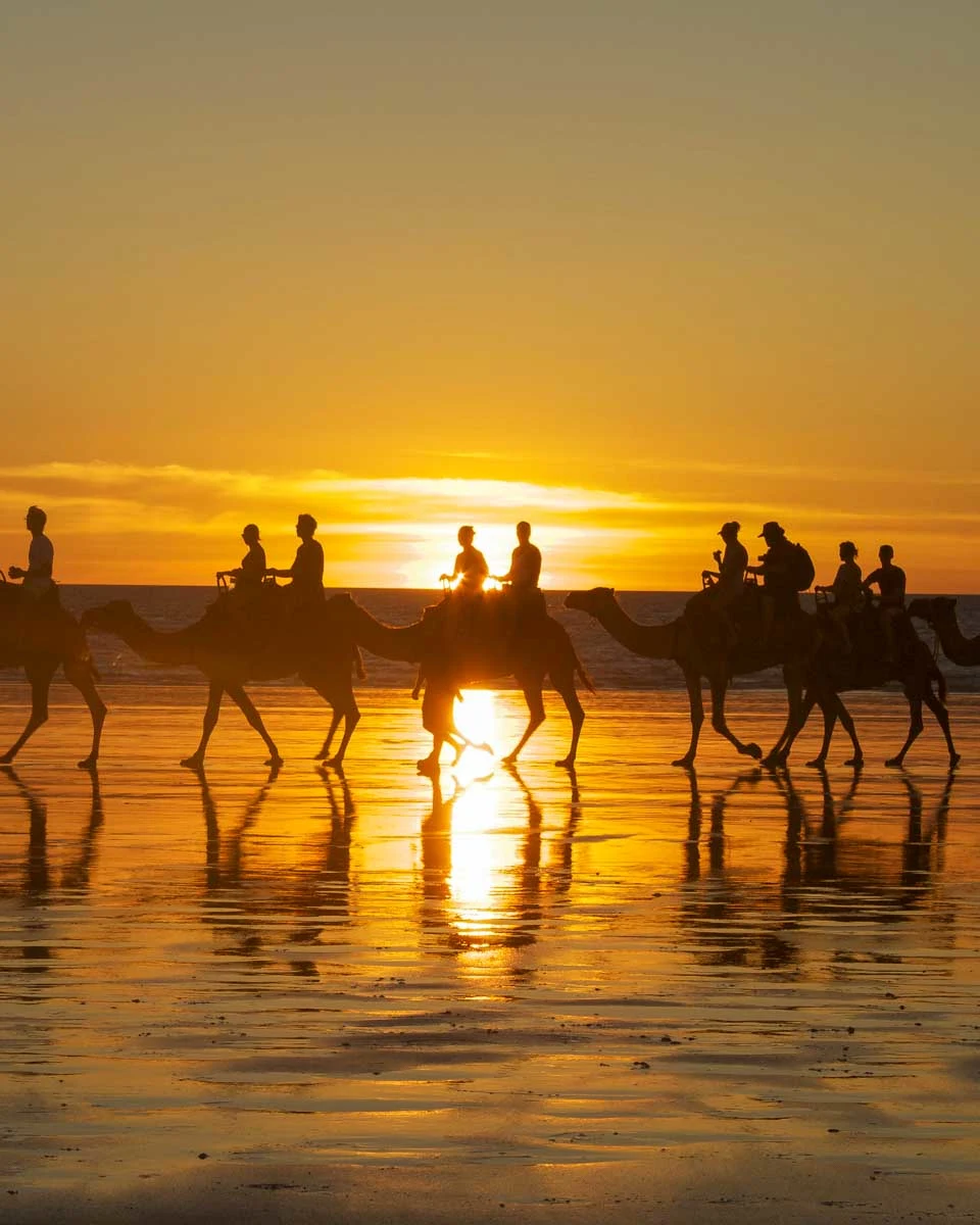 Camels on the beach at sunset on a tour from Essaouira, Morocco