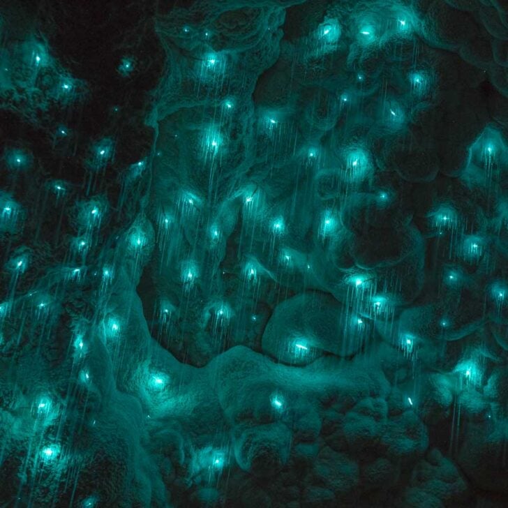 Glow-worms-in-the-Gondwana Rainforest seen on a tour from Byron Bay Australia