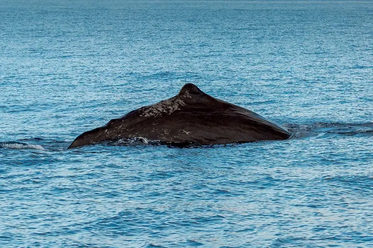 Humpback-whale-breaching-on-a-cruise from Punta Arenas Argentina