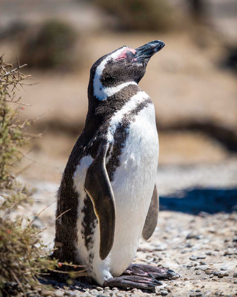 Magellanic penguins seen on Isla Magdalena on a tour from Punta Arenas Argentina (1)