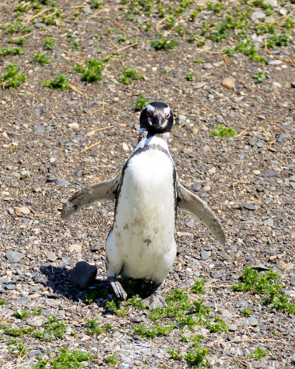 Magellanic penguins seen on Isla Magdalena on a tour from Punta Arenas Argentina (2)