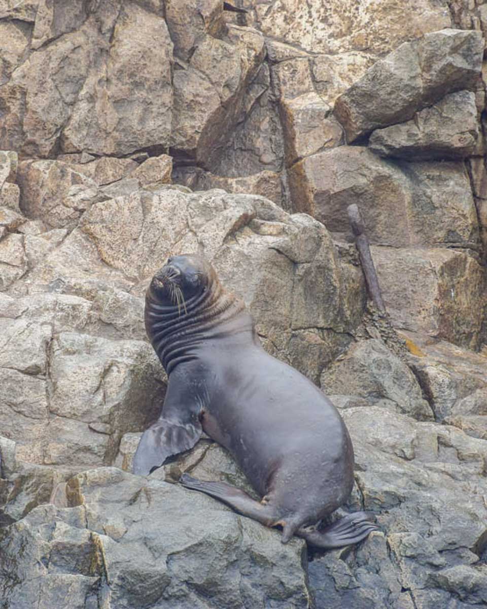 Sea lions seen on a cruise from Punta Arenas Argentina