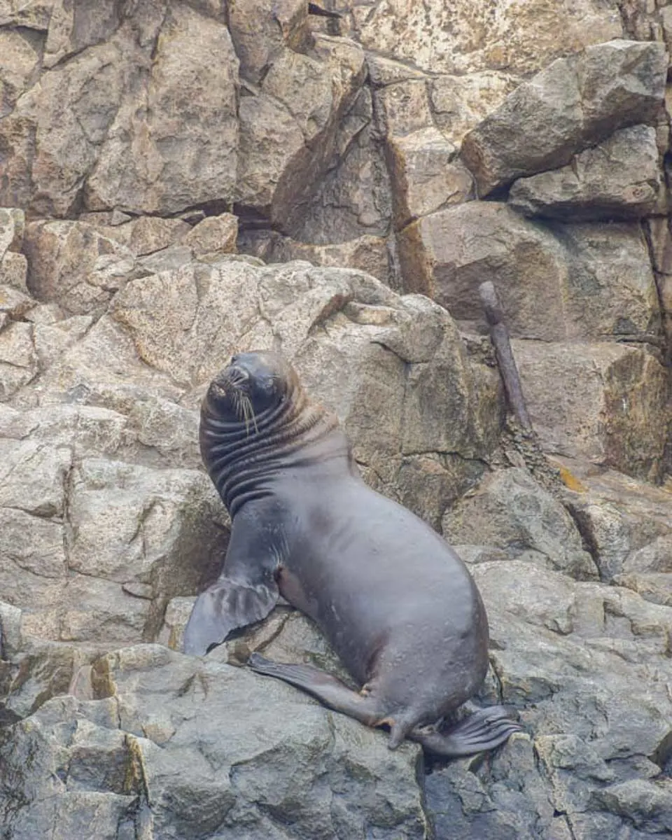 Sea lions seen on a cruise from Punta Arenas Argentina