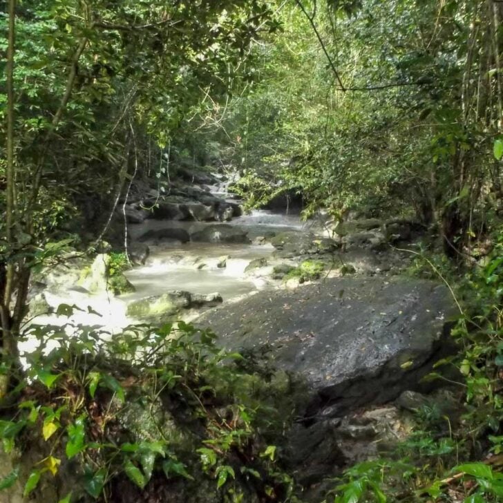The jungle and a river seen in Puerto Rico