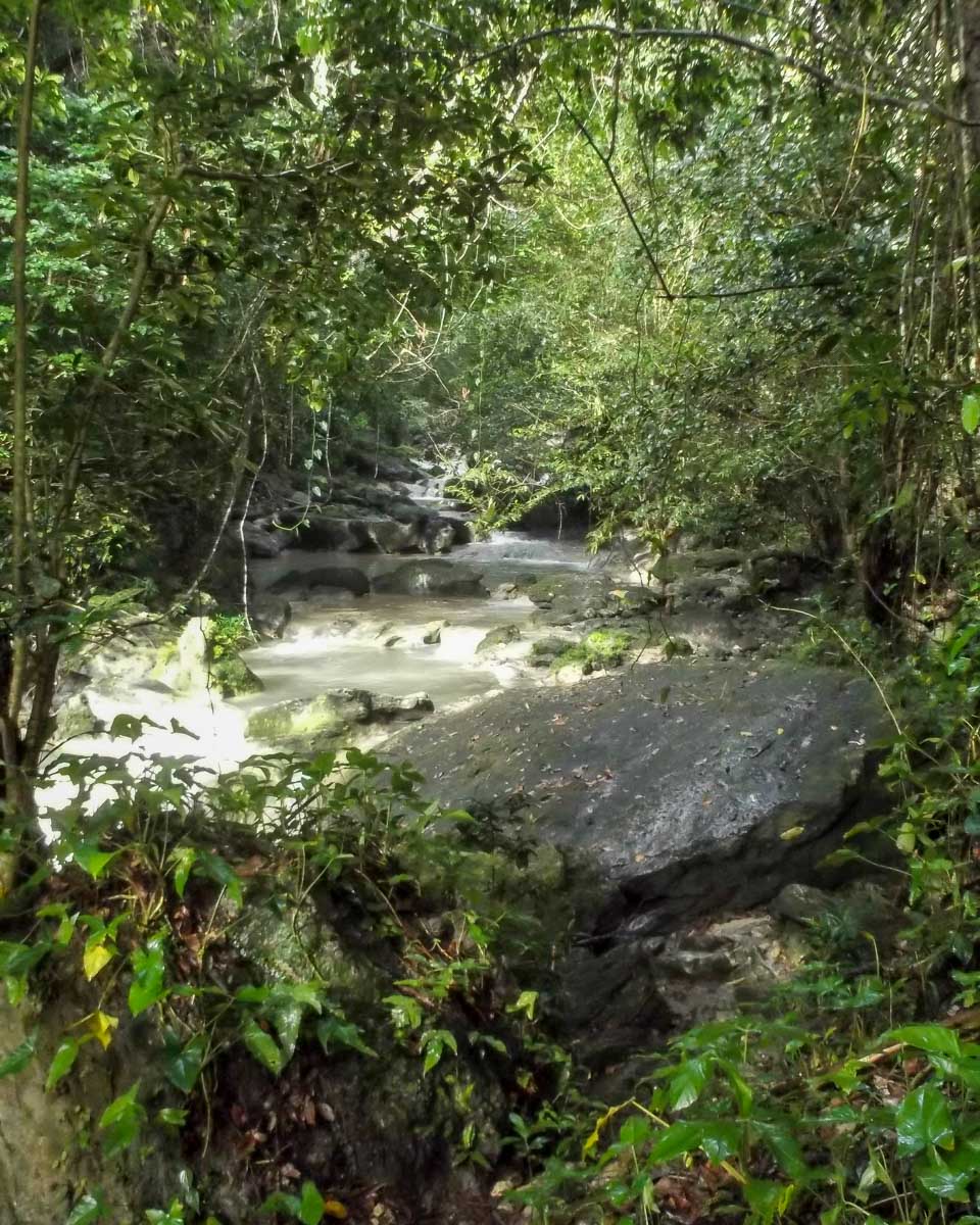 The jungle and a river seen in Puerto Rico