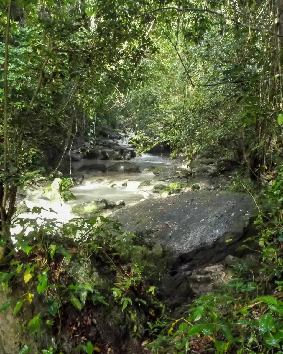 The jungle and a river seen in Puerto Rico