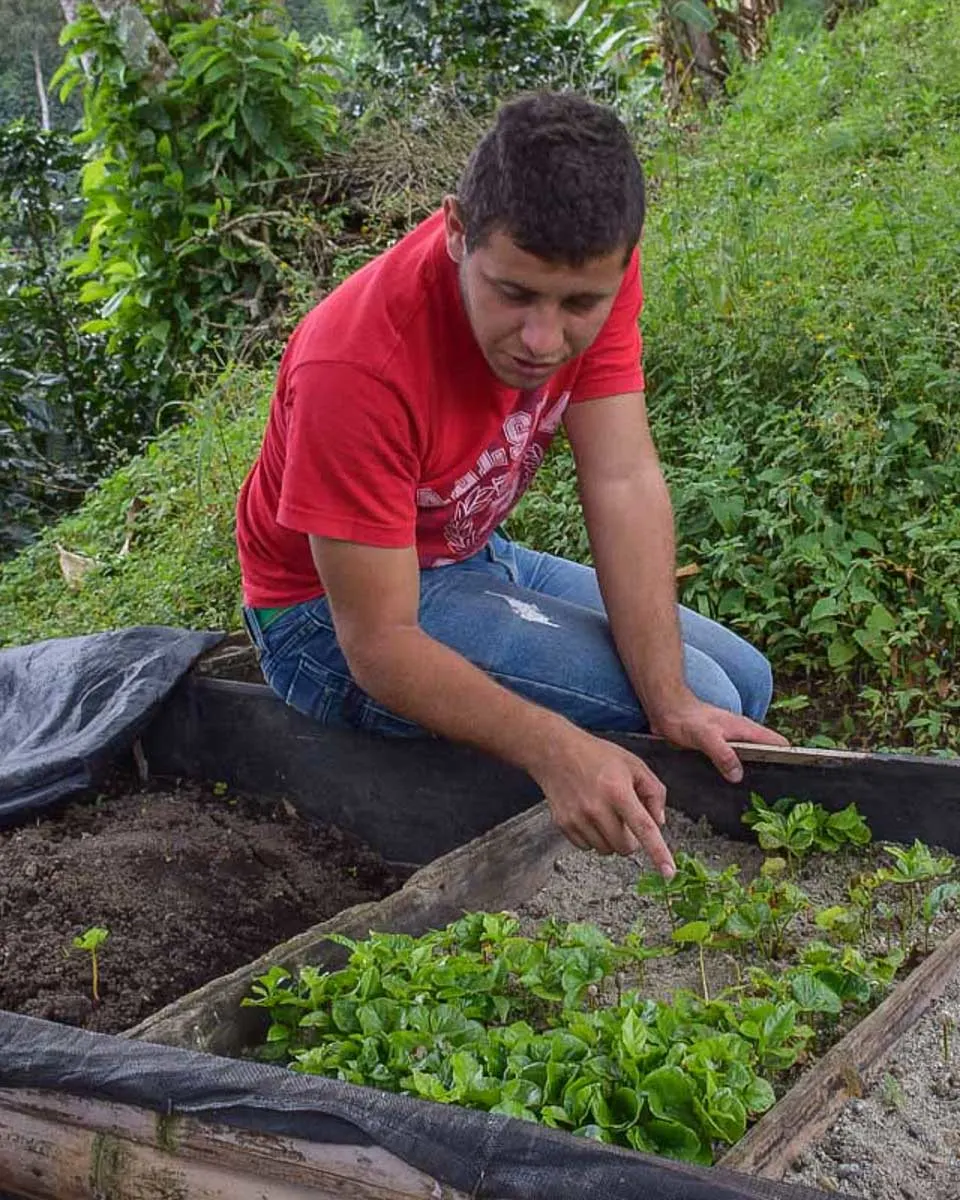 A-guide-shows-us-small-coffee-sprouts-on a tour from San Pedro Lake Atitlan Guatemala