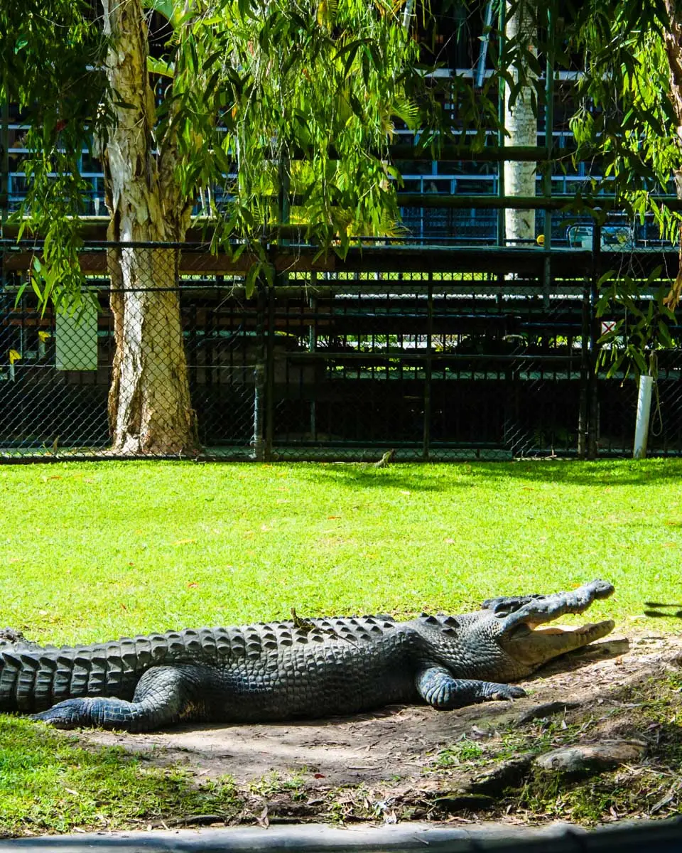 A-resting-crocodile-at-the-Australia-Zoo-on the Sunshine Coast