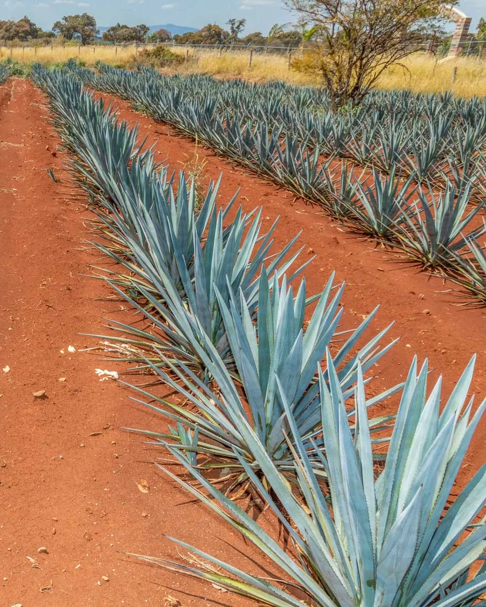 A-row-of-Blue-Agave-seen on an atv tour in Mazatlan Mexico