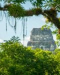 A-temple-at-Tikal-Guatemala-seen-through-the-trees on a tour from San Ignacio Belize