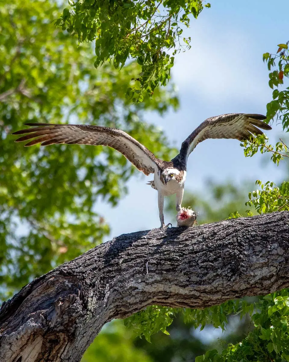 An osprey seen in the Noosa Everglades on a canoe tour from the Sunshine Coast Australia