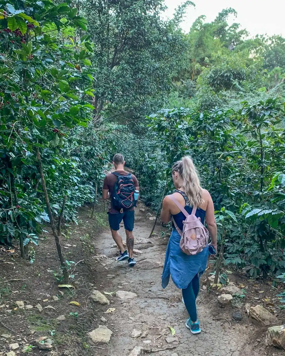 Bailey-and-Daniel-walk-through-a-coffee-plantation-near-San Pedro Lake Atitlan Guatemala