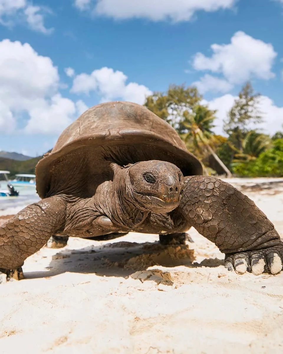 Giant tortoise on Curieuse Island Seychelles