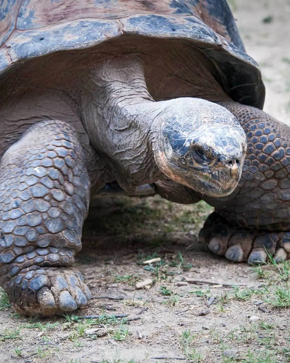 The-giant-tortoises-seen-on-a-trip to St. Anne Marine National Park from Mahe Island Seychelles
