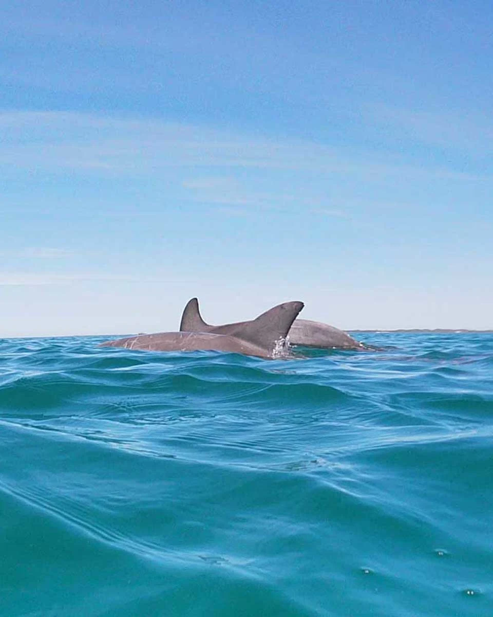 Two-dolphins-swim-in the water on a tour from the Sunshine Coast Australia