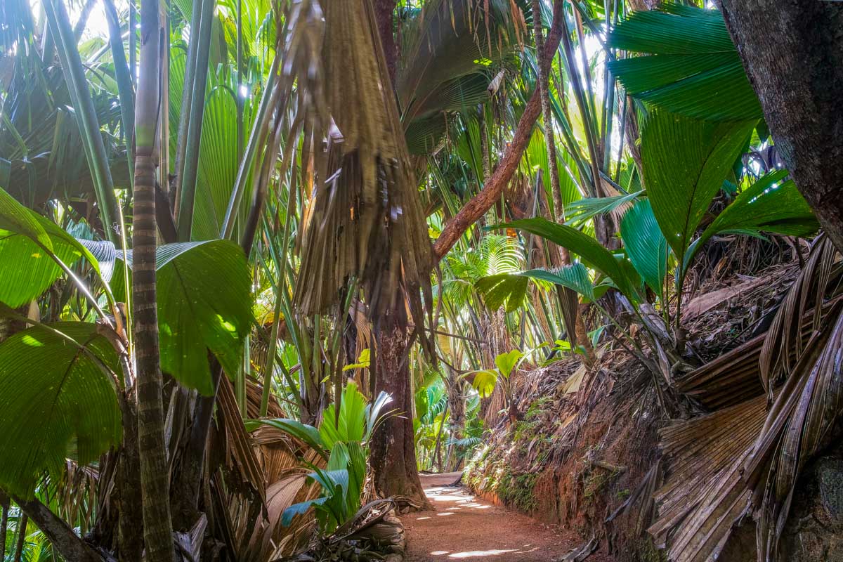 Vall&eacute;e de Mai, Praslin, Seychelles