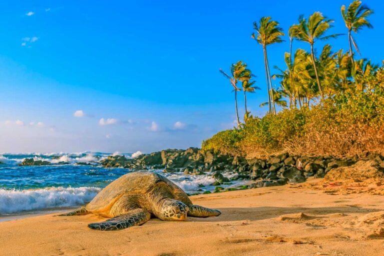 A Hawaiian Green Sea Turtle on the beach near Haleiwa Oahu Hawaii