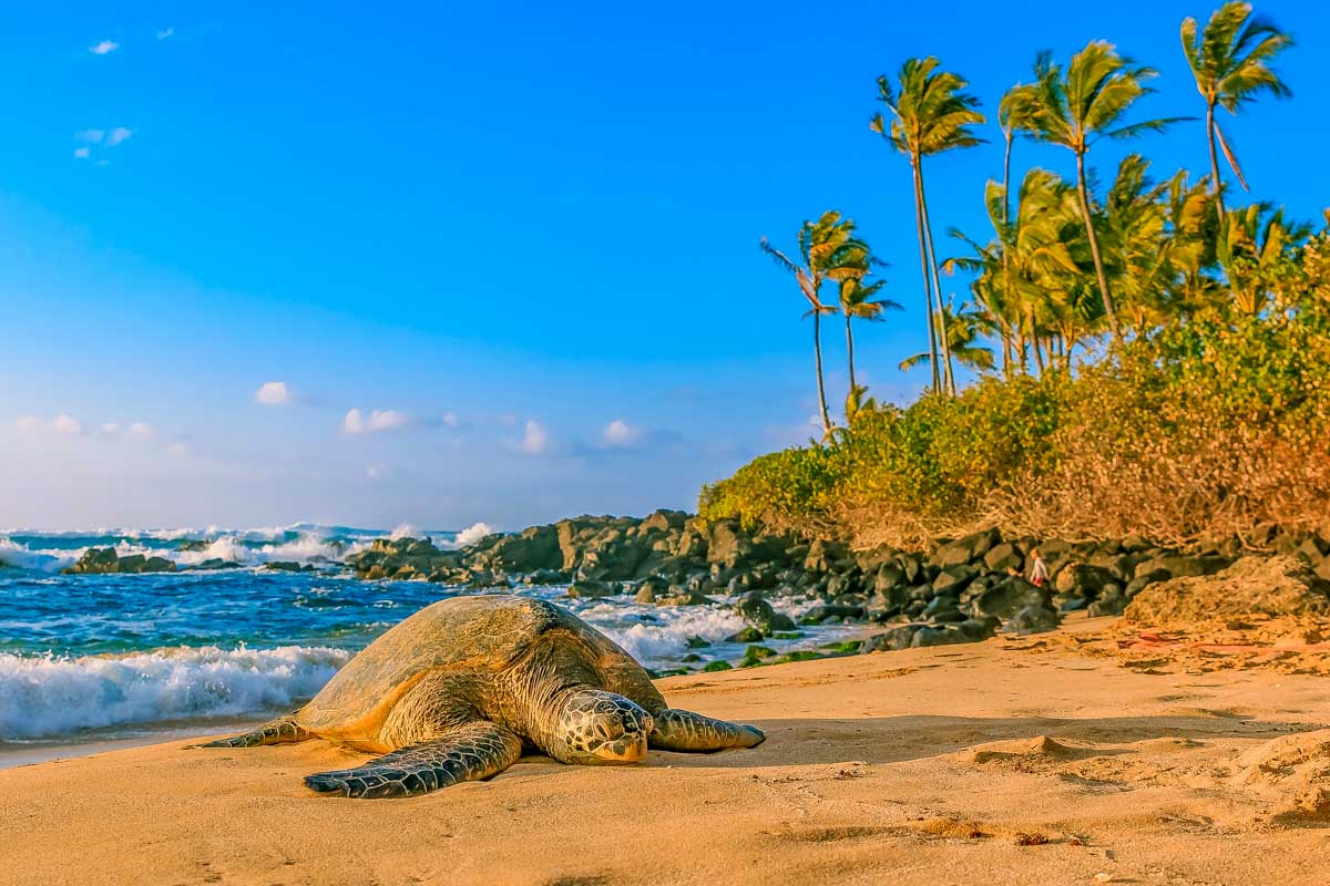 A Hawaiian Green Sea Turtle on the beach near Haleiwa Oahu Hawaii