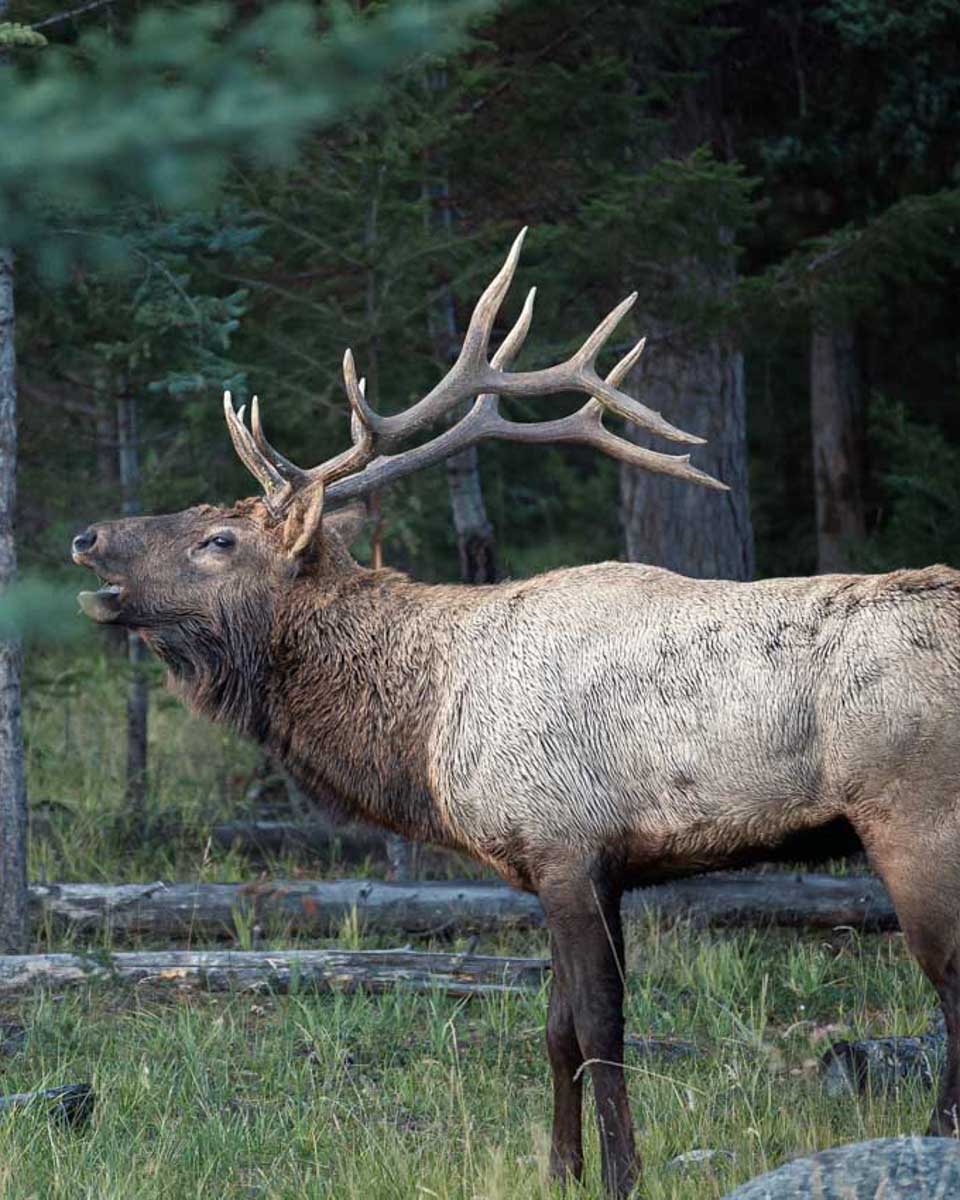 A-Rocky-Mountain-Elk-seen-on-a-wildlife-tour-from-Banff