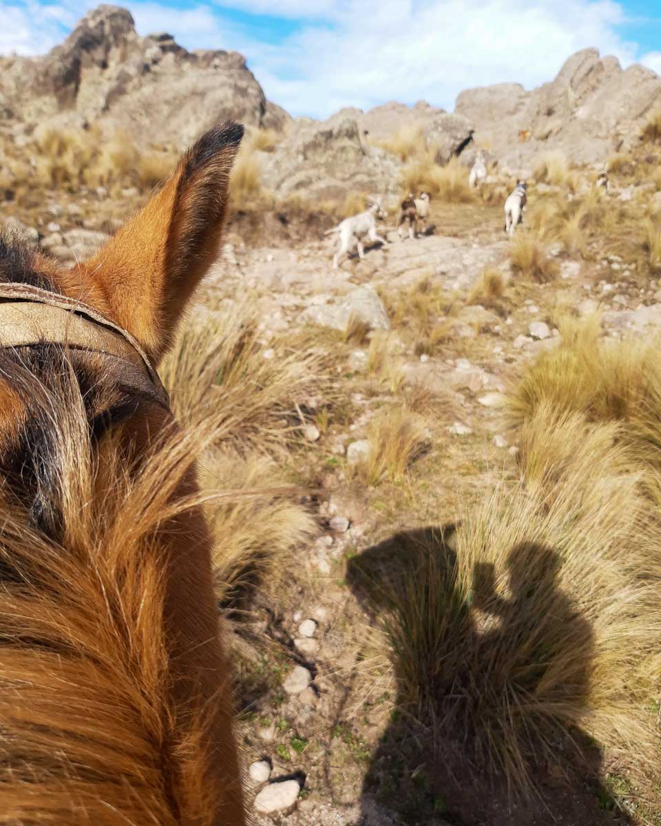 A person rides a horse in the mountains outside of Mendoza Argentina