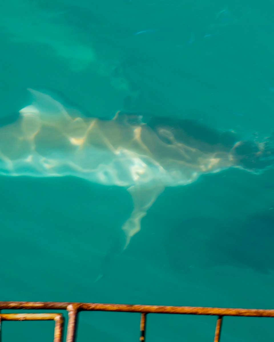 A-sandbar-shark-seen-near-a-shark-cage-in-Haleiwa North-Shore-Oahu-Hawaii