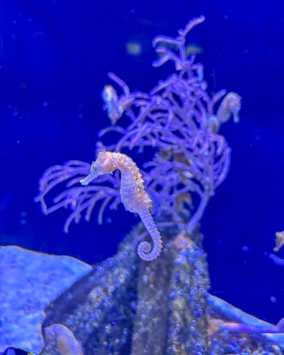 A seahorse at the Waikiki Aquarium in Waikiki Honolulu Hawaii (1)