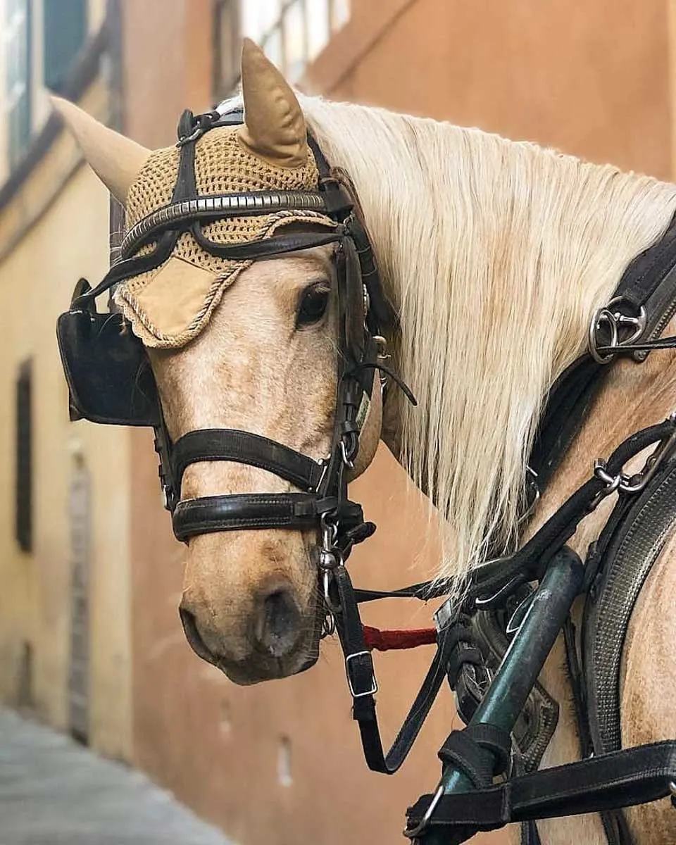 Lucca Horse Carriage - Carrozza Lucca in Lucca Italy 1